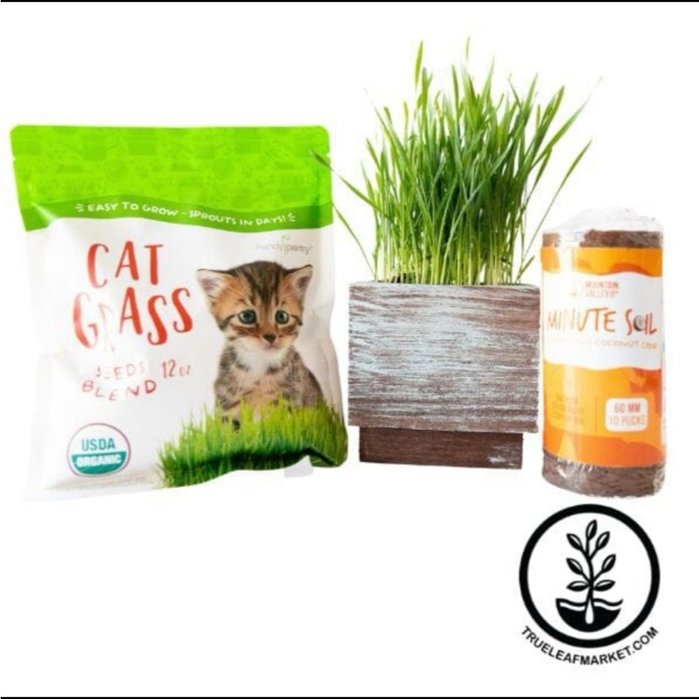 Deluxe Organic Cat Grass Kit with Wooden Planter